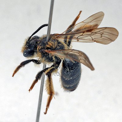 Fotografische Darstellung der Wildbiene Waldrand-Sandbiene
