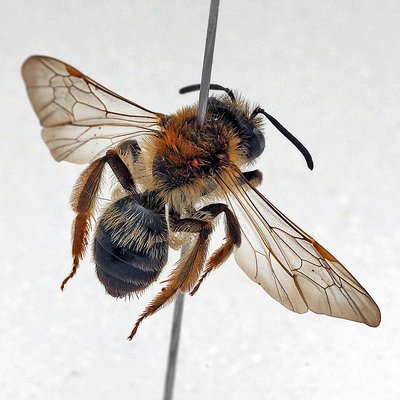 Fotografische Darstellung der Wildbiene Wald-Lockensandbiene