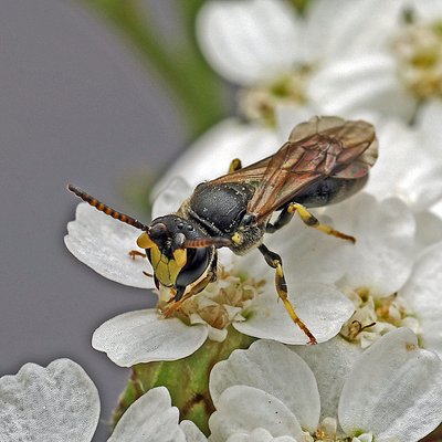Fotografische Darstellung der Wildbiene Wald-Maskenbiene