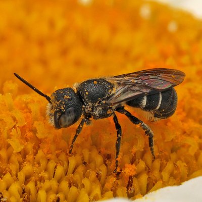 Fotografische Darstellung der Wildbiene Krenulierte Löcherbiene