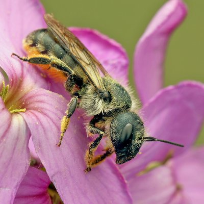 Fotografische Darstellung der Wildbiene Schöterich-Mauerbiene