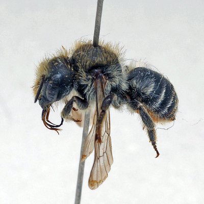 Fotografische Darstellung der Wildbiene Triester Mauerbiene