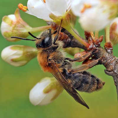 Fotografische Darstellung der Wildbiene Schlehen-Lockensandbiene