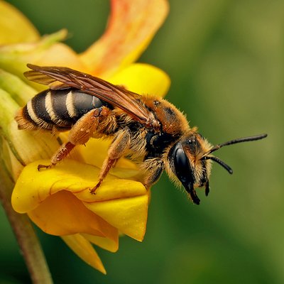 Fotografische Darstellung der Wildbiene Rothaarige Kleesandbiene