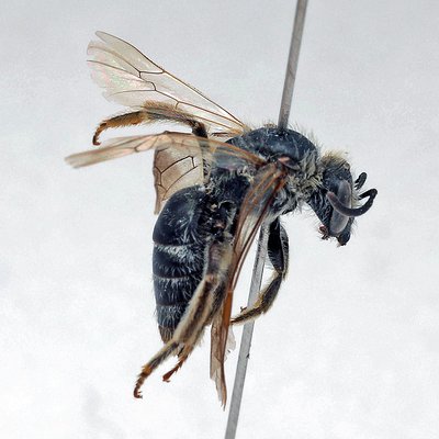 Fotografische Darstellung der Wildbiene Kurzbauch-Schmalbiene