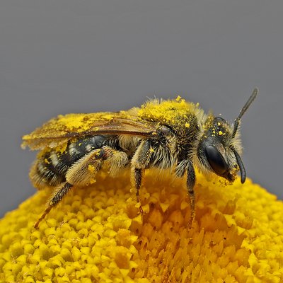 Fotografische Darstellung der Wildbiene Dichtpunktierte Körbchensandbiene