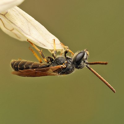 Fotografische Darstellung der Wildbiene Acker-Schmalbiene