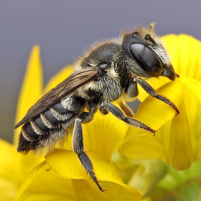 Fotografische Darstellung der Wildbiene Luzerne-Blattschneiderbiene