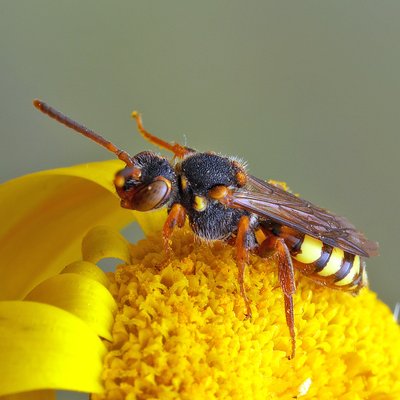 Fotografische Darstellung der Wildbiene Binden-Wespenbiene