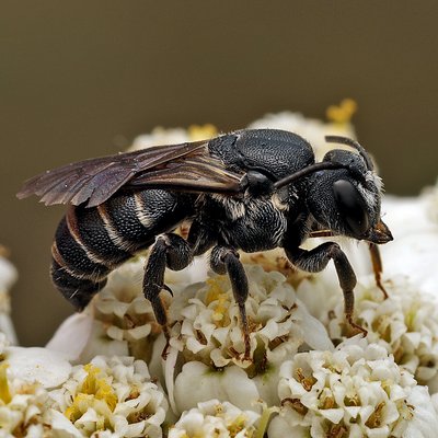 Fotografische Darstellung der Wildbiene Breitköpfige Düsterbiene