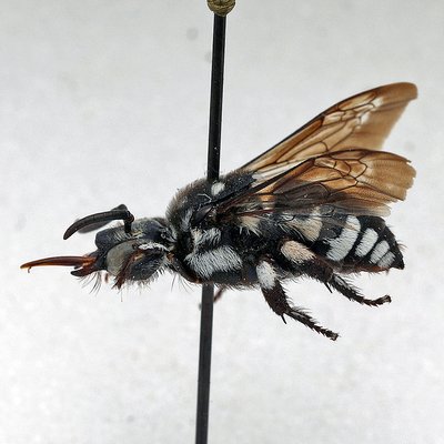Fotografische Darstellung der Wildbiene Struppige Fleckenbiene