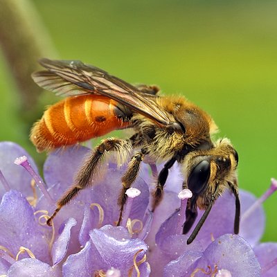 Fotografische Darstellung der Wildbiene Skabiosen-Sandbiene