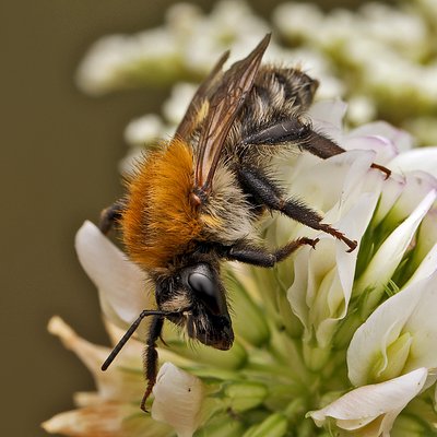 Fotografische Darstellung der Wildbiene Ackerhummel