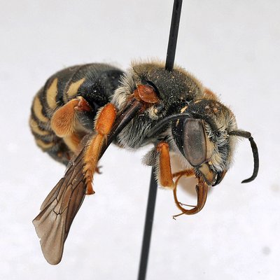 Fotografische Darstellung der Wildbiene Südalpen-Wollbiene