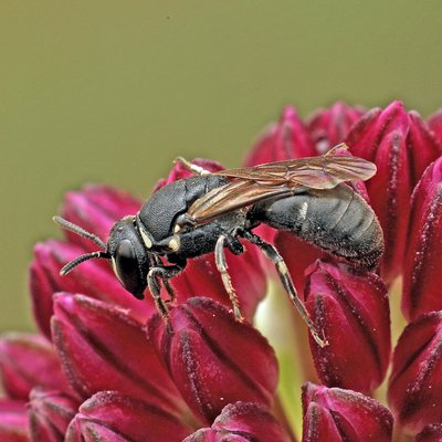 Fotografische Darstellung der Wildbiene Lauch-Maskenbiene