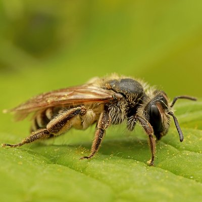 Fotografische Darstellung der Wildbiene Schwarzbeinige Körbchensandbiene