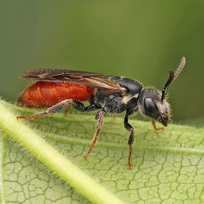 Fotografische Darstellung der Wildbiene Schencks Blutbiene