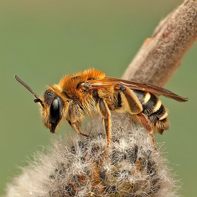 Fotografische Darstellung der Wildbiene Rotbeinige Körbchensandbiene