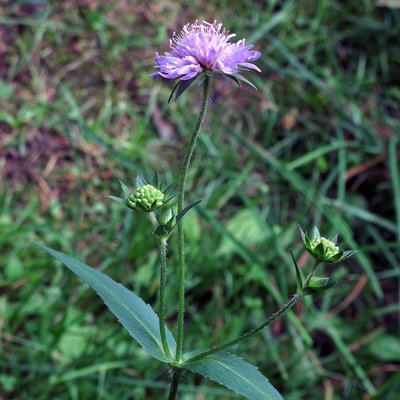 Fotografische Darstellung der Pflanze Wald-Witwenblume