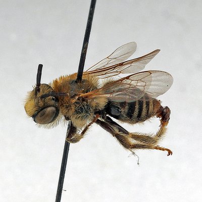 Fotografische Darstellung der Wildbiene Alant-Langhornbiene