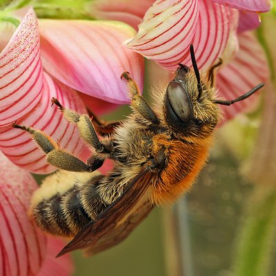 Fotografische Darstellung der Wildbiene Große Harzbiene