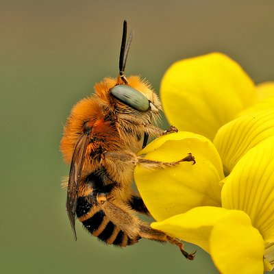 Fotografische Darstellung der Wildbiene Dünen-Pelzbiene