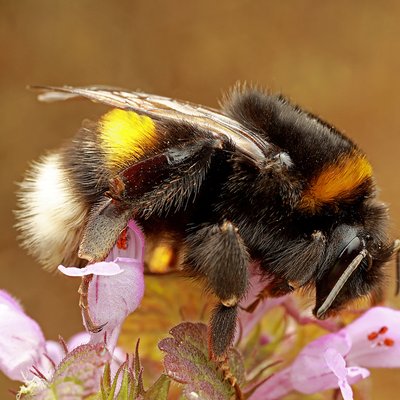 Fotografische Darstellung der Wildbiene Dunkle Erdhummel