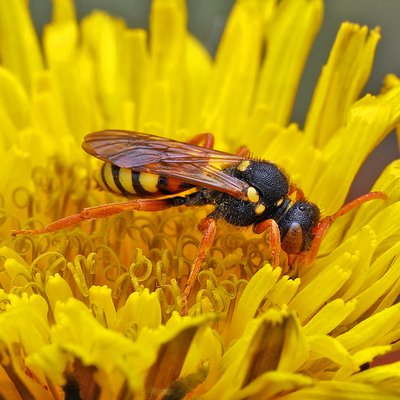Fotografische Darstellung der Wildbiene Gewöhnliche Wespenbiene