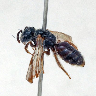 Fotografische Darstellung der Wildbiene Leuchtende Schmalbiene