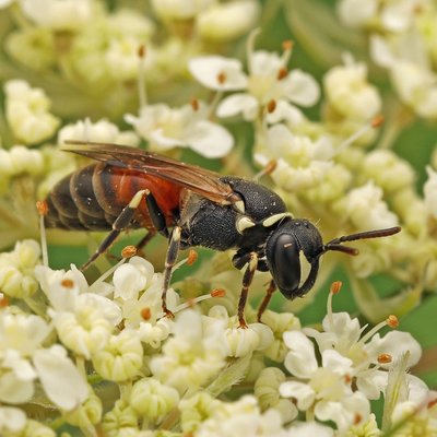 Fotografische Darstellung der Wildbiene Rote Maskenbiene
