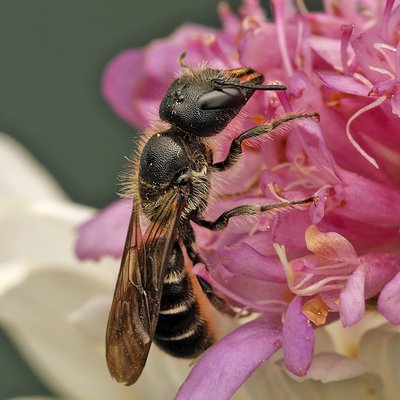 Fotografische Darstellung der Wildbiene Riesen-Scherenbiene