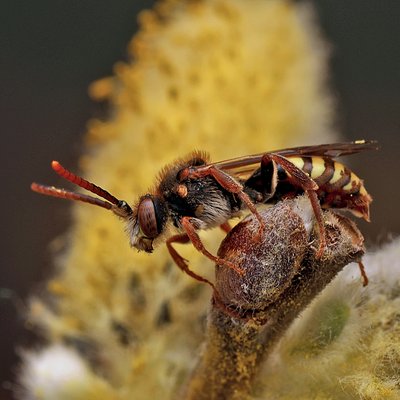 Fotografische Darstellung der Wildbiene Rotfühler-Wespenbiene