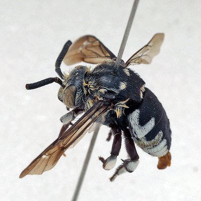 Fotografische Darstellung der Wildbiene Rundfuss-Fleckenbiene