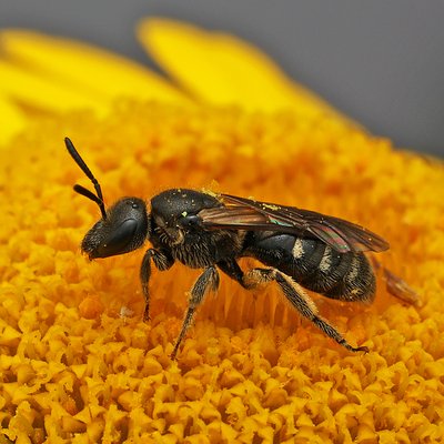 Fotografische Darstellung der Wildbiene Breitbauch-Schmalbiene