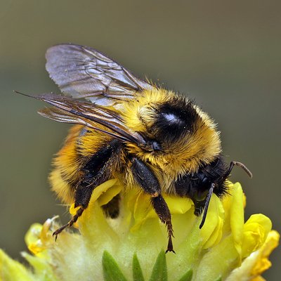 Fotografische Darstellung der Wildbiene Berghummel