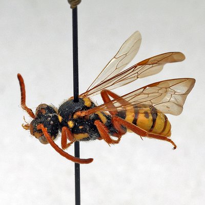 Fotografische Darstellung der Wildbiene Eichen-Wespenbiene