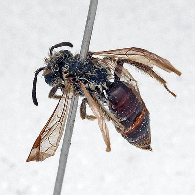 Fotografische Darstellung der Wildbiene Winzige Zwergsandbiene
