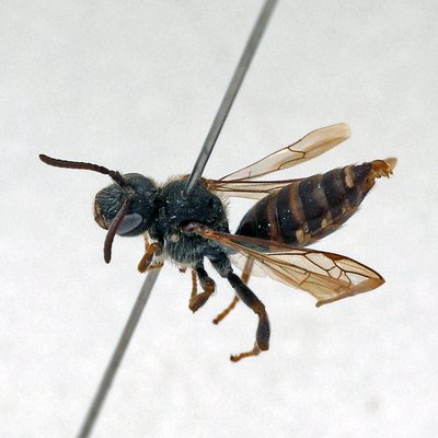 Fotografische Darstellung der Wildbiene Stumpfkielige Wespenbiene