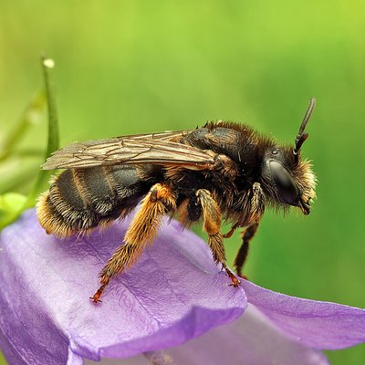 Fotografische Darstellung der Wildbiene Glockenblumen-Sägehornbiene