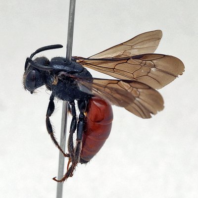 Fotografische Darstellung der Wildbiene Ungewisse Blutbiene