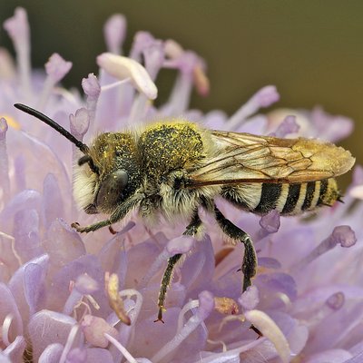 Fotografische Darstellung der Wildbiene Wald-Kegelbiene