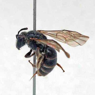 Fotografische Darstellung der Wildbiene Ried-Schmalbiene