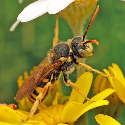 Fotografische Darstellung der Wildbiene Edle Wespenbiene