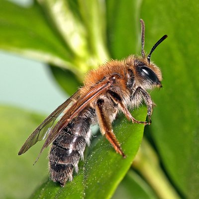 Fotografische Darstellung der Wildbiene Auen-Lockensandbiene