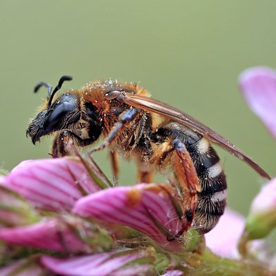 Fotografische Darstellung der Wildbiene Große Salbei-Schmalbiene