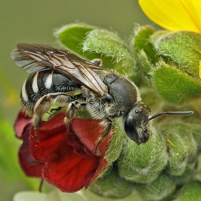 Fotografische Darstellung der Wildbiene Spargel-Schmalbiene