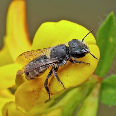 Fotografische Darstellung der Wildbiene Schimmernde Mauerbiene