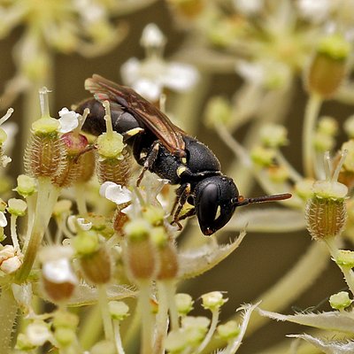 Fotografische Darstellung der Wildbiene Kurzfühler-Maskenbiene