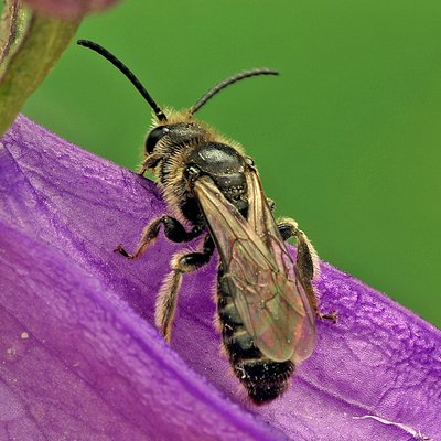 Fotografische Darstellung der Wildbiene Ungezähnte Glanzbiene