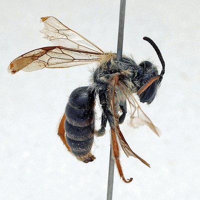 Fotografische Darstellung der Wildbiene Spargel-Sandbiene